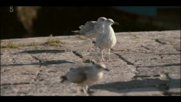 The Catch - Season 01 Episode 01